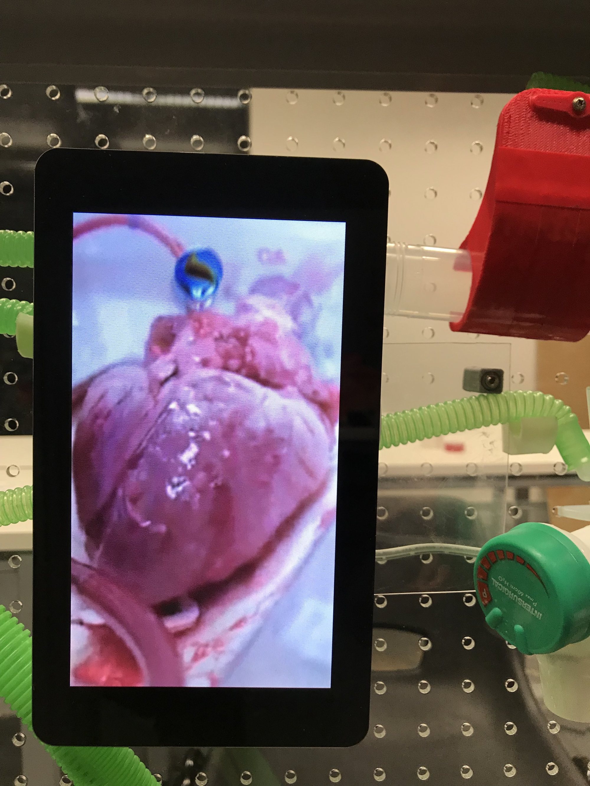 Screen in the marble-run cabinet showing a human heart